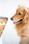 Galletas para perro