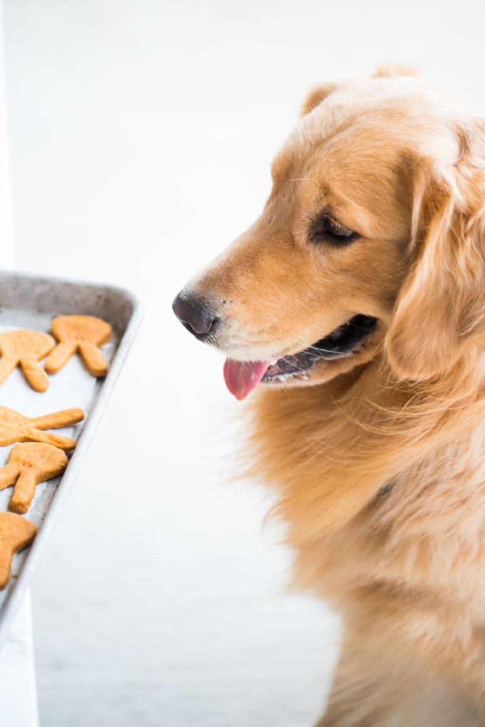 un perro viendo sus galletas hechs en casa