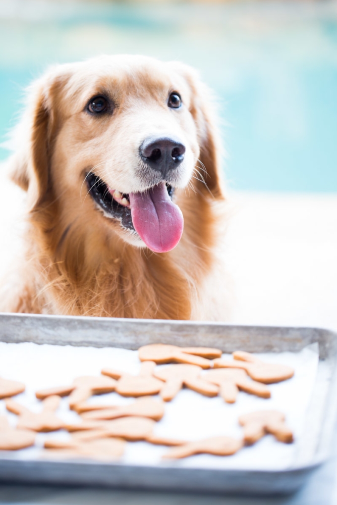 Galletas para perro hechas en casa