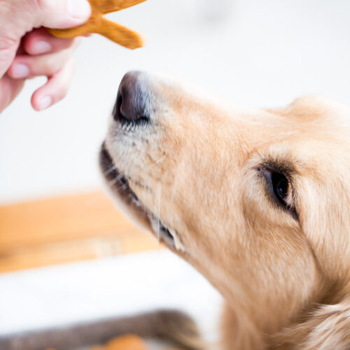 Galletas para perro