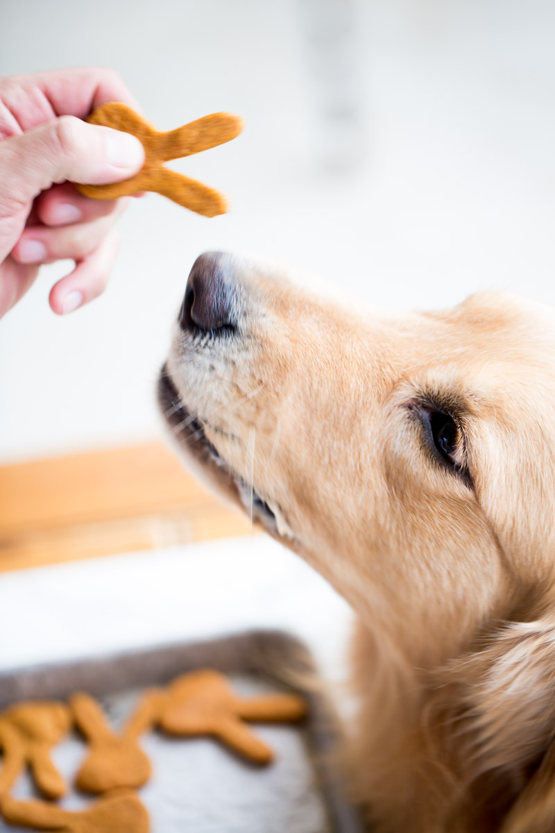 Galletas para perro hechas en casa